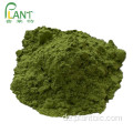 Bio Moringa Blätter Pulver 100% Moringa Pulver Blatt